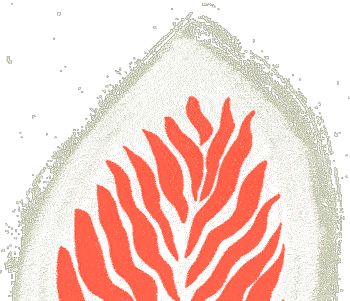 leaf_en_os-sección